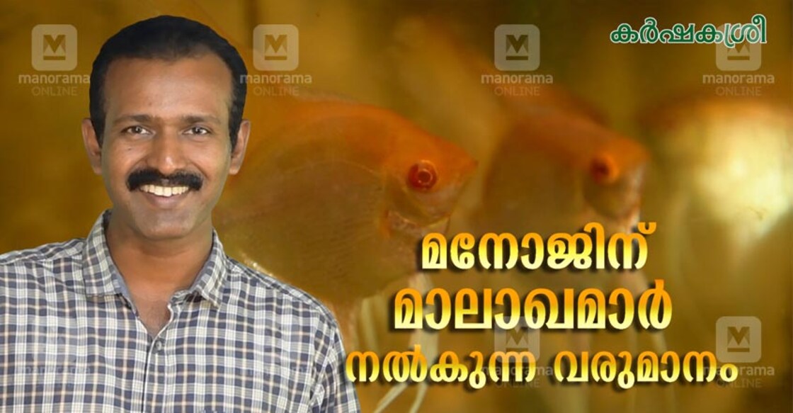 manoj manoj