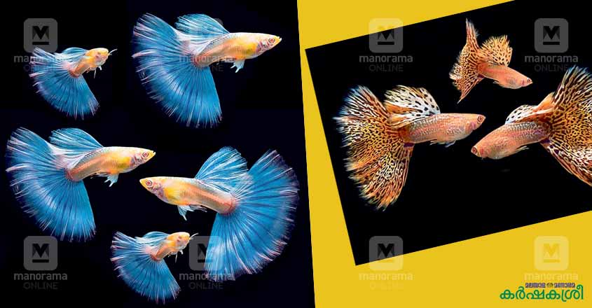 guppy-1 guppy-1