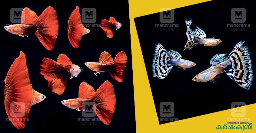 guppy-2 guppy-2