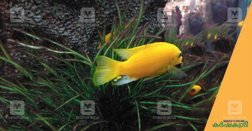 aquarium aquarium