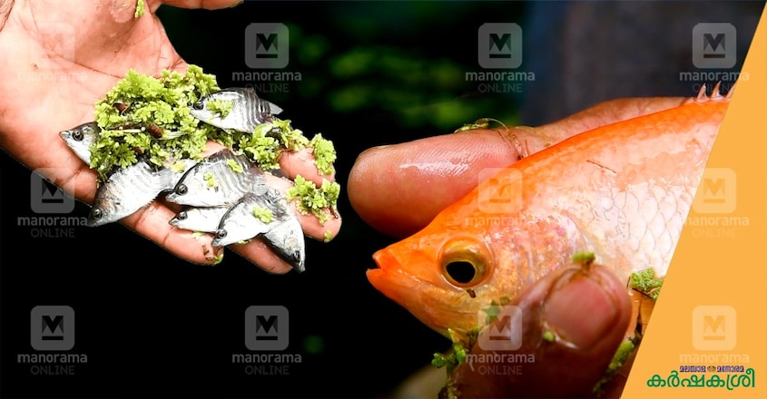 arun-giant-gourami arun-giant-gourami