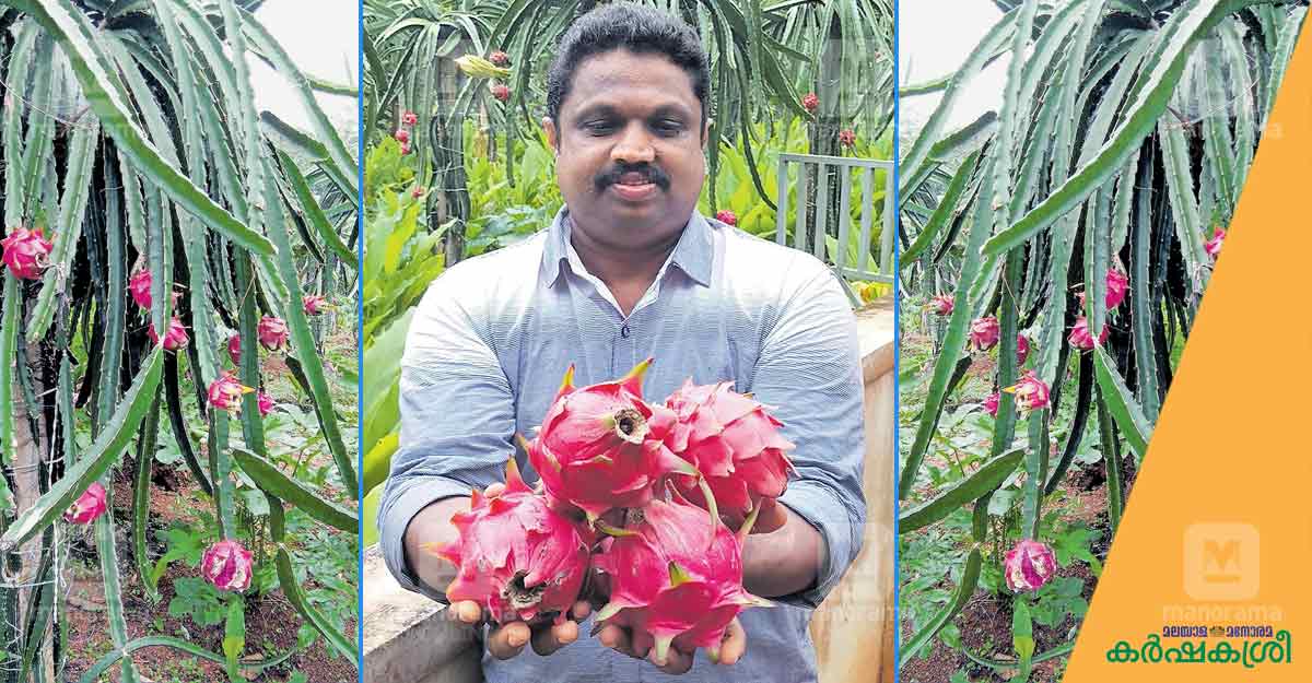 കേരളത്തിൽ വിപണി ഉറപ്പാക്കി വ്യാളിപ്പഴം; ജ്യോതിഷിനുള്ളത് 700 ചെടിക
