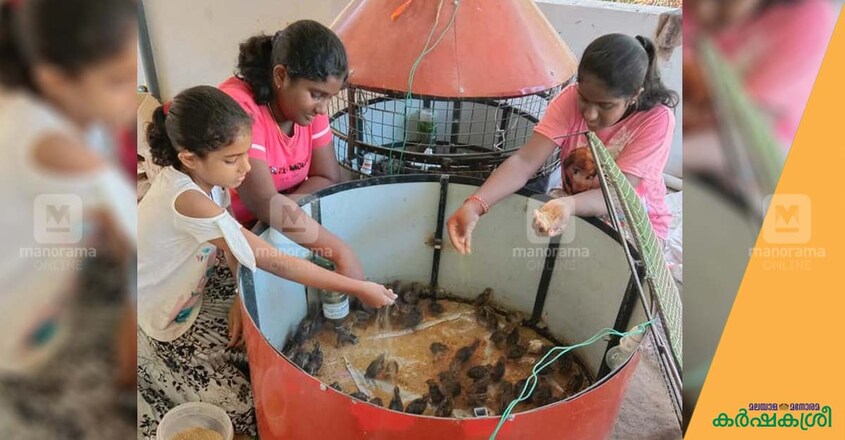 3-roses-brooder 3-roses-brooder