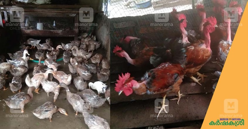 3-roses-poultry-farming 3-roses-poultry-farming