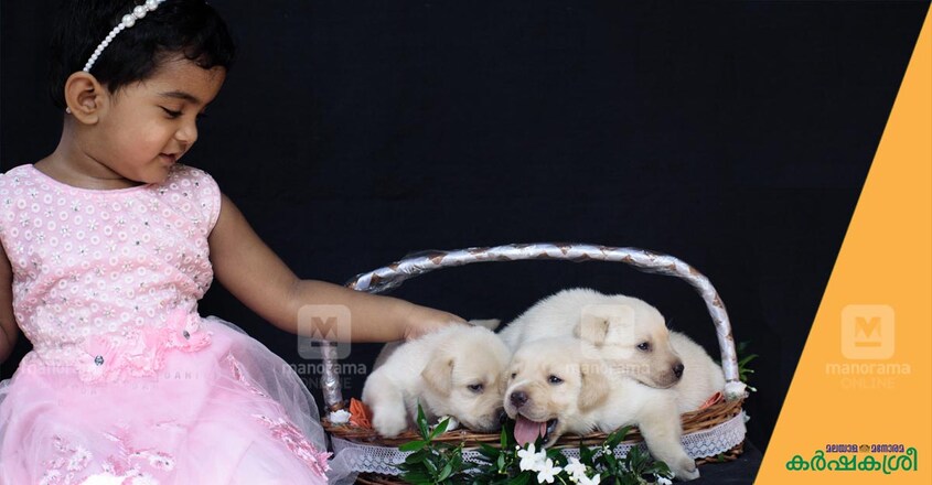 pet-dog-puppies pet-dog-puppies