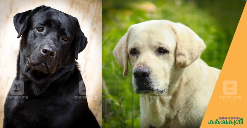 pet-labrador-photos pet-labrador-photos