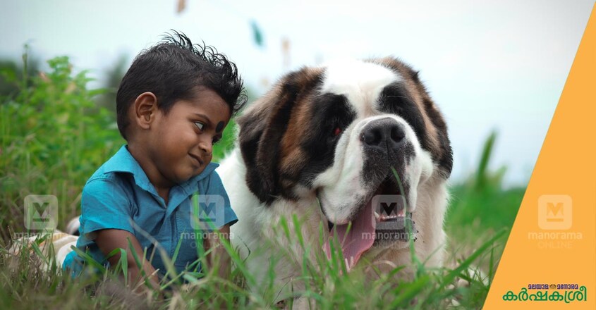pet-photography-1 pet-photography-1