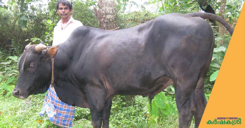vadakara-bull vadakara-bull