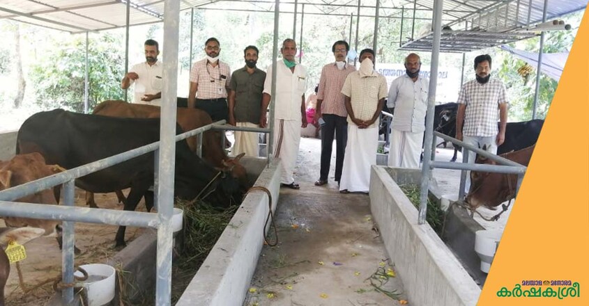 vadakara-cow-1 vadakara-cow-1