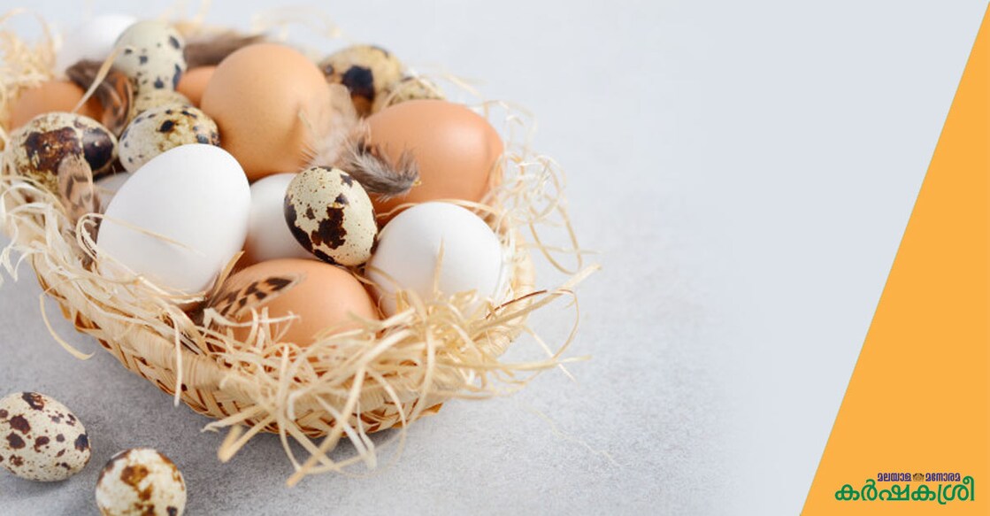 types-of-eggs types-of-eggs