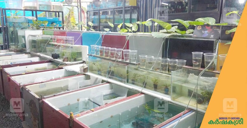 joshy-guppy-farm-2 joshy-guppy-farm-2