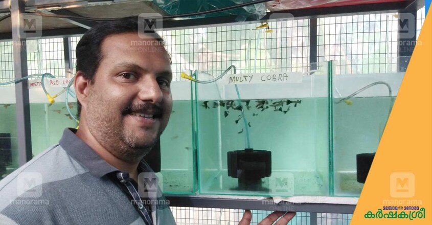 joshy-guppy-farm-3 joshy-guppy-farm-3