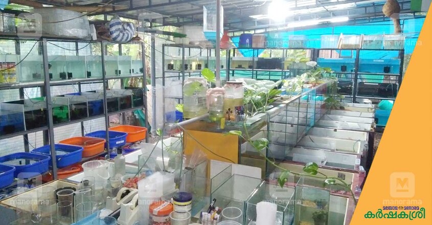 joshy-guppy-farm joshy-guppy-farm