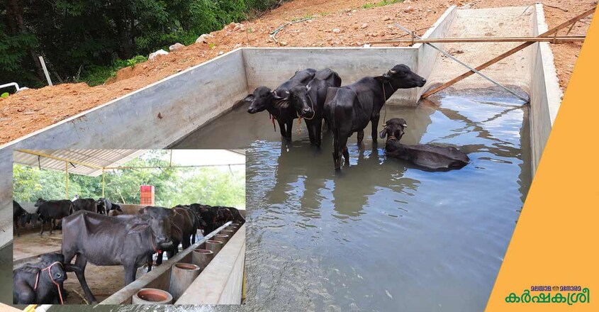 thanal-integrated-farm-bufallo thanal-integrated-farm-bufallo