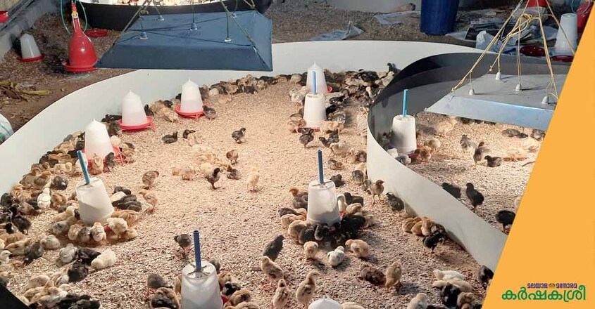 thanal-integrated-farm-egger-nursery thanal-integrated-farm-egger-nursery