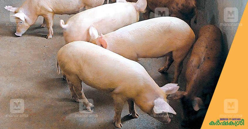 pig-farming pig-farming