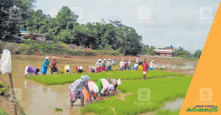 artists-in-farming artists-in-farming