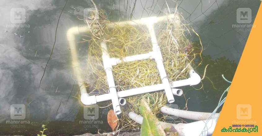 giant-gourami-breeding-nest giant-gourami-breeding-nest