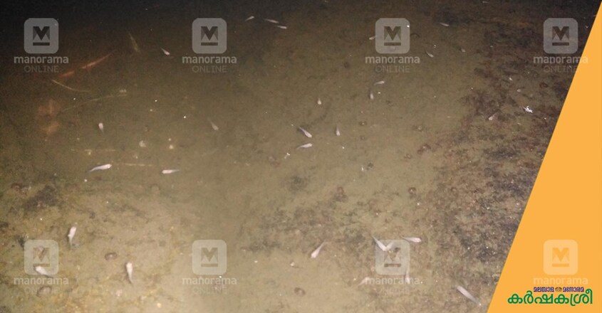 giant-gourami-juveniles-1 giant-gourami-juveniles-1