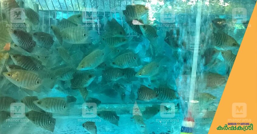 giant-gourami giant-gourami