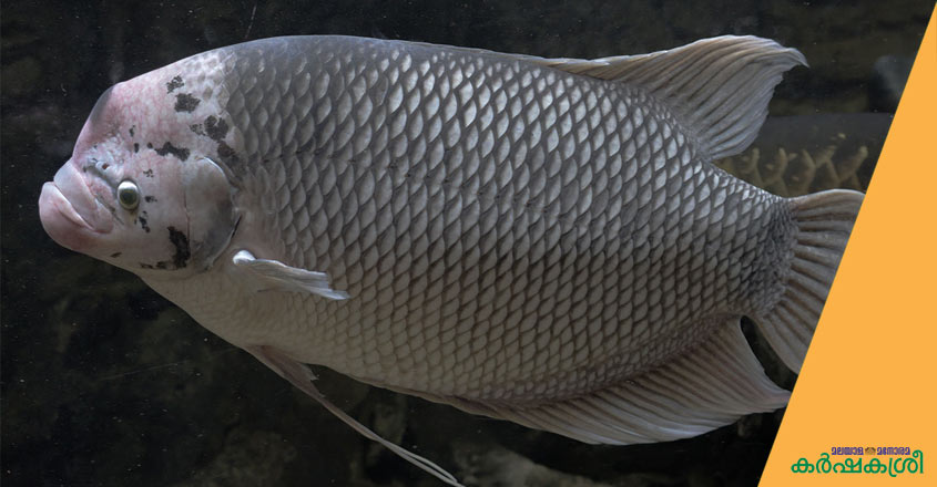 Goraa Fish കേരളത്തിലെ പുഴകളിൽ വിലപിടിപ്പുള്ള മത്സ്യങ്ങളുടെ ചാകര | Exotic Fishes in ...