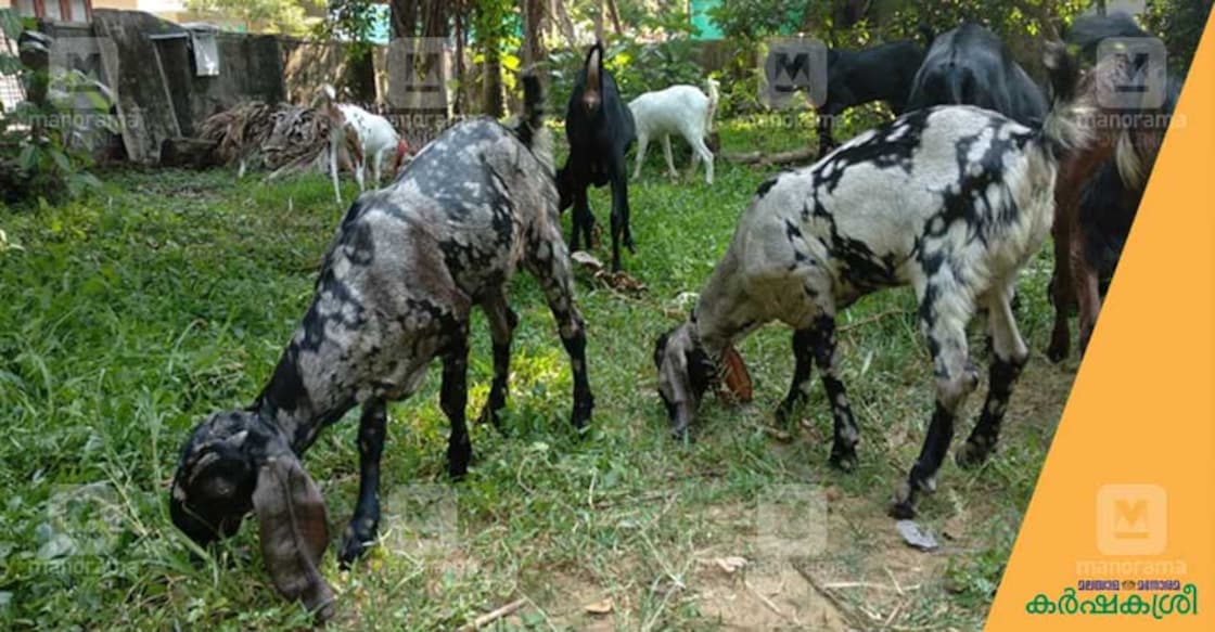goat goat