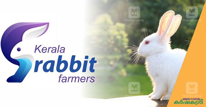 rabbit-group rabbit-group