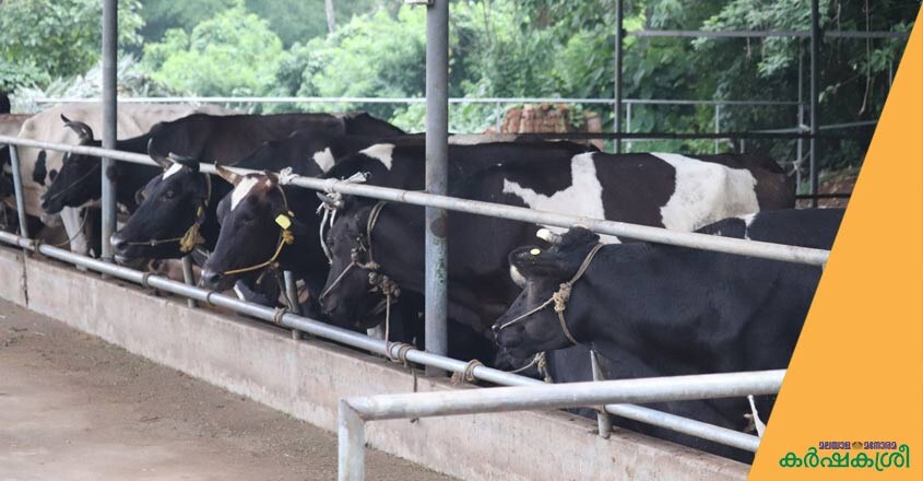 Dairy-farm-1 Dairy-farm-1