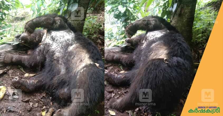 bear-1 bear-1