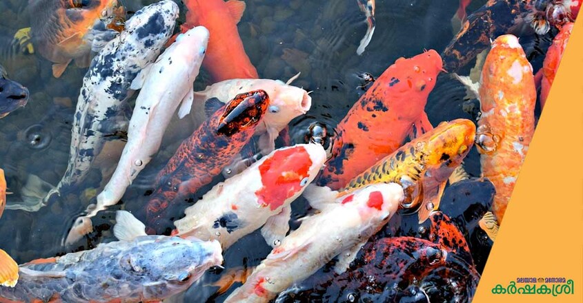 koi-2 koi-2