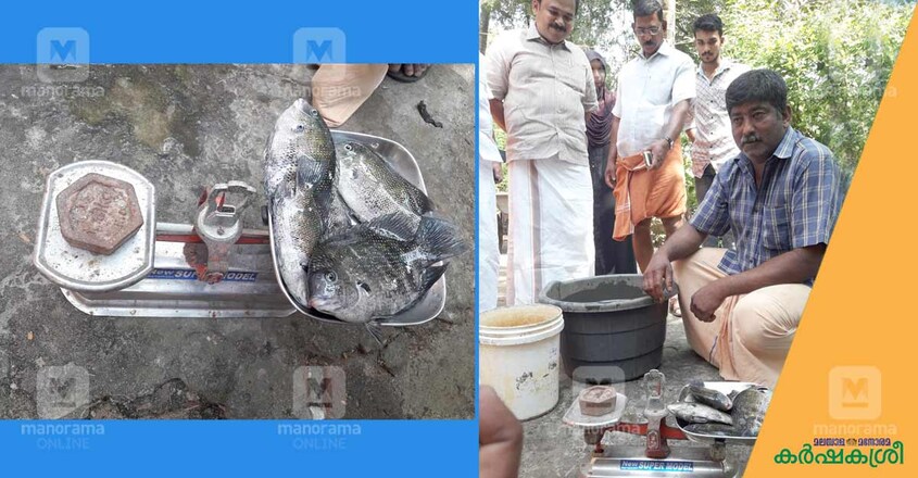 cage-fish-farming-1 cage-fish-farming-1