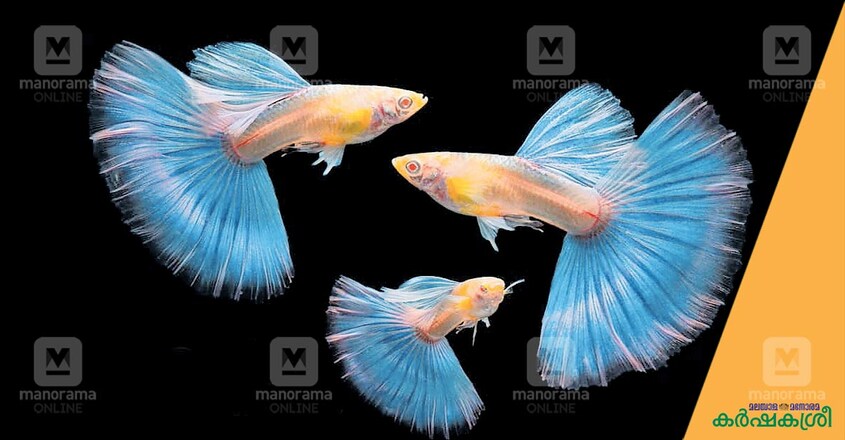 guppy guppy