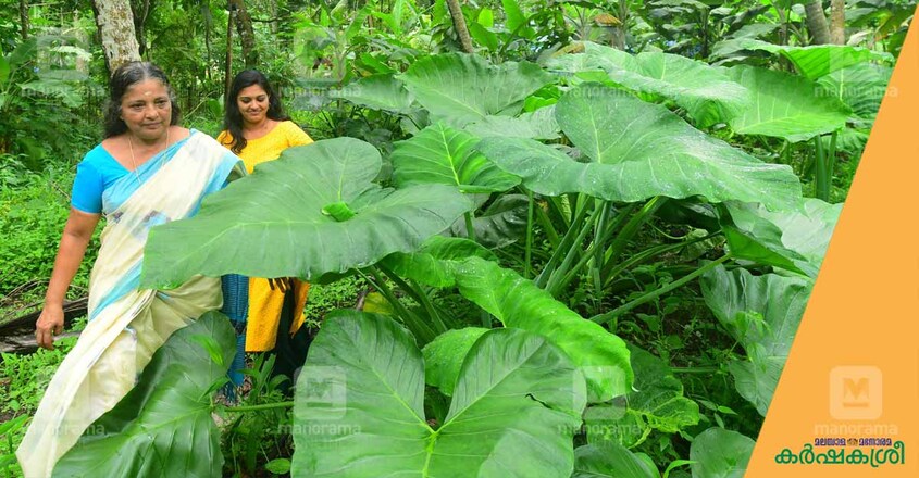 rukmini-amma-3 rukmini-amma-3