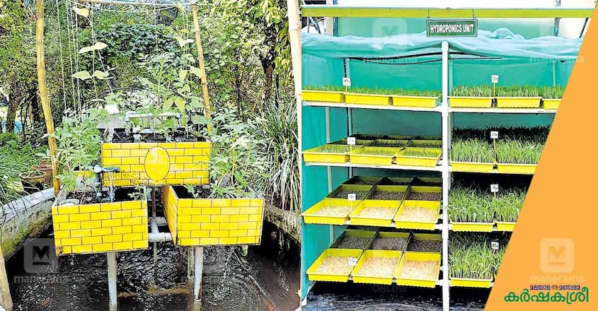 aquaponics-and-hydroponics aquaponics-and-hydroponics