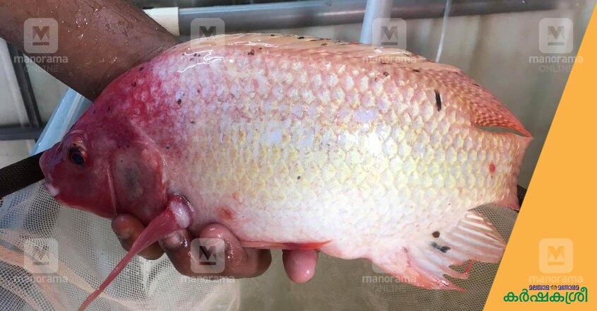 live-fish-red-tilapia live-fish-red-tilapia