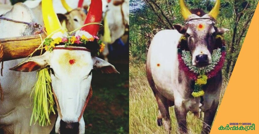 mattu-pongal mattu-pongal