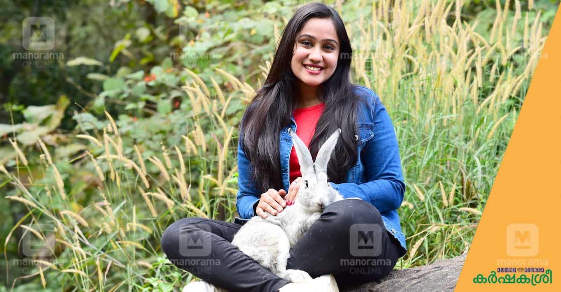 rabbit-model rabbit-model