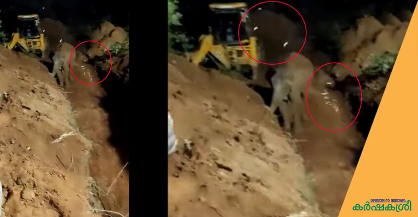 elephant-2 elephant-2