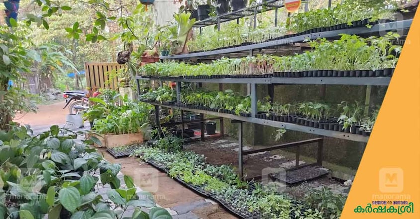 sreeja-vegetable-nursery sreeja-vegetable-nursery