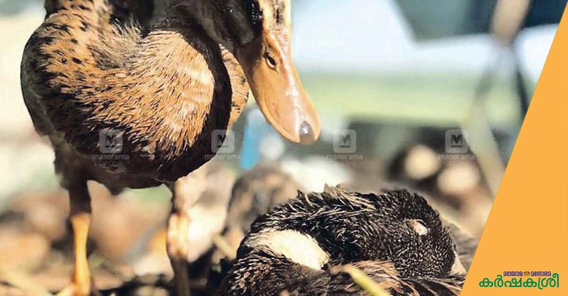 bird-flu-1 bird-flu-1