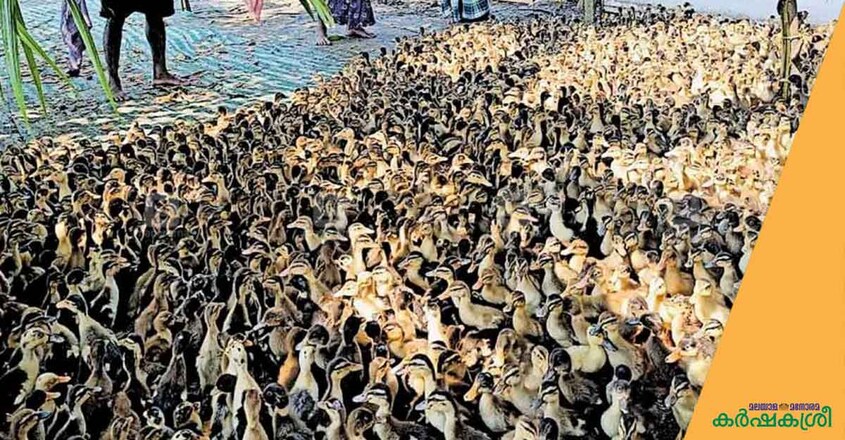 bird-flu-3 bird-flu-3