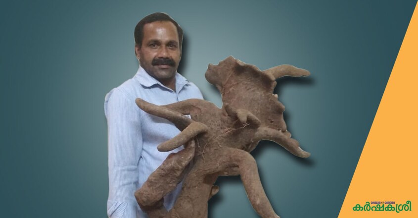 shaji shaji