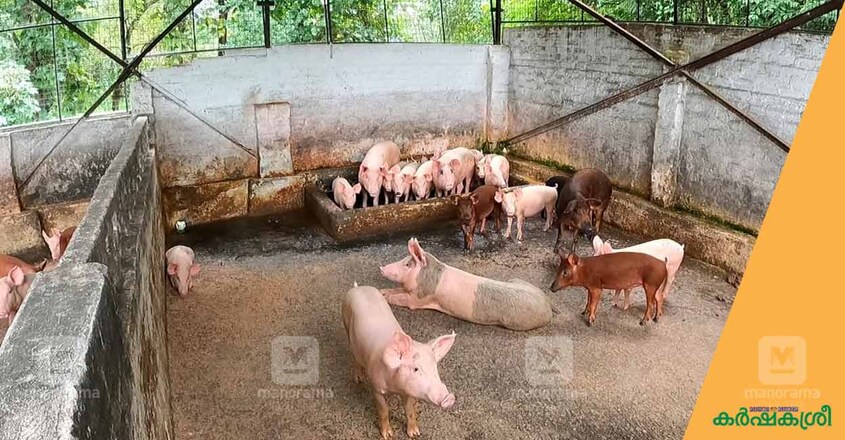 bhasi-kings-farm-2 bhasi-kings-farm-2