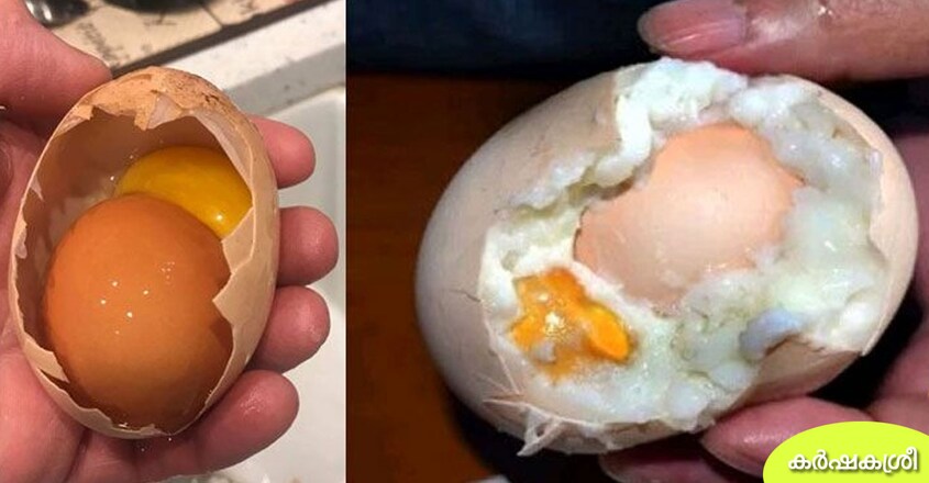 egg-1 egg-1