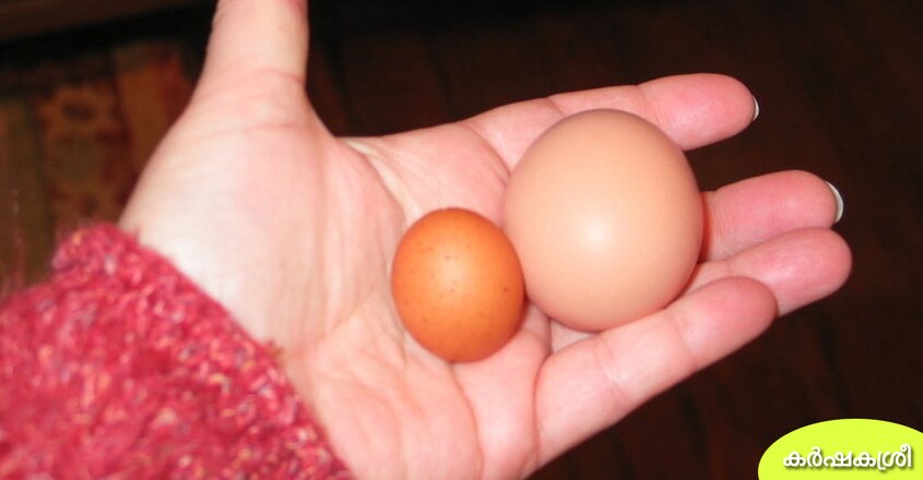 egg-2 egg-2