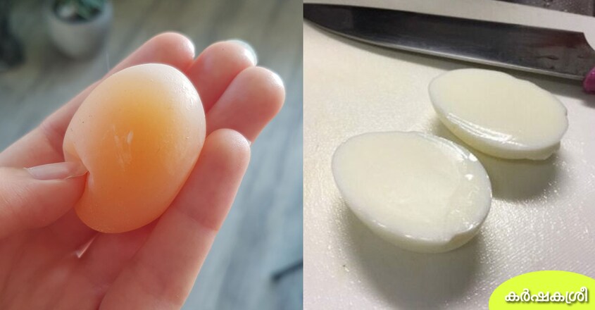 egg-3 egg-3