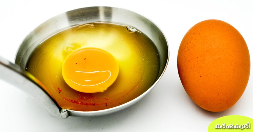 egg-5 egg-5