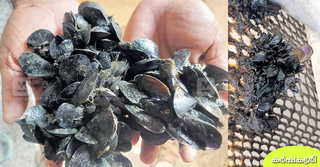 american-black-mussels american-black-mussels