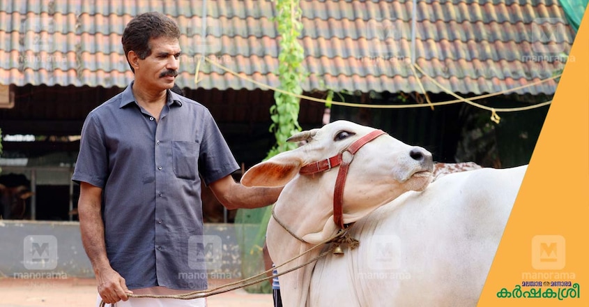 desi-cow-kottayam-1 desi-cow-kottayam-1