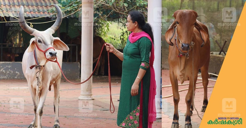 desi-cow-kottayam-2 desi-cow-kottayam-2
